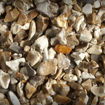Picture of Chard Flint - Prepacked
